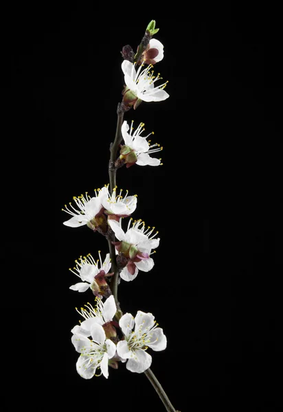 Aprikos blommor på en svart bakgrund — Stockfoto