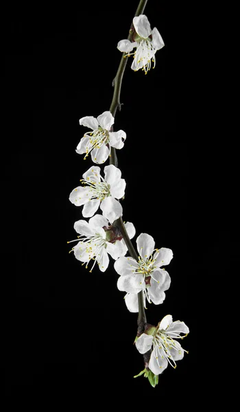 Aprikos blommor på en svart bakgrund — Stockfoto