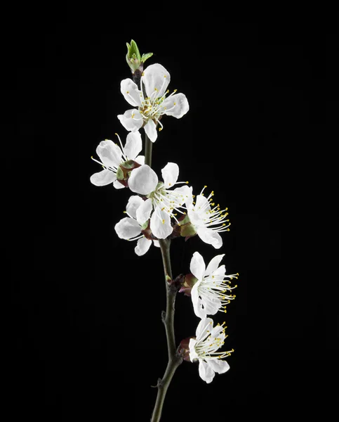黒地に梅の花 — ストック写真