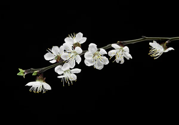 Flores de albaricoque sobre un fondo negro — Foto de Stock