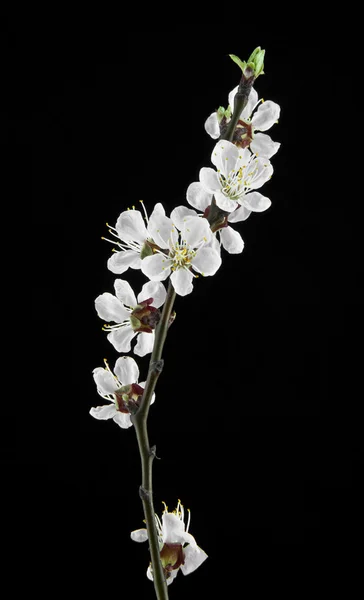 Fiori di albicocca su sfondo nero — Foto Stock