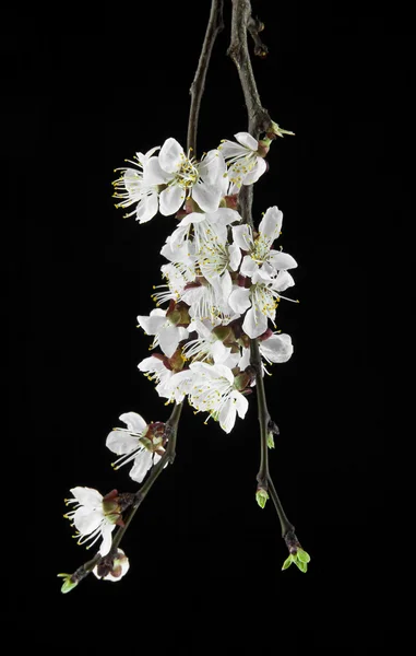Abrikoos bloemen op een zwarte achtergrond — Stockfoto