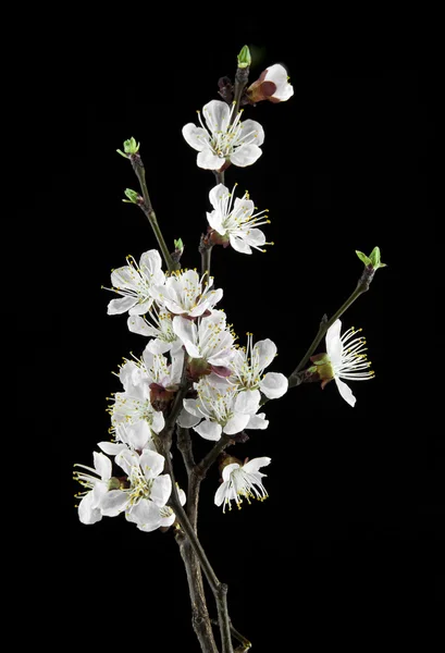 Apricot flowers on a black background — Stock Photo, Image