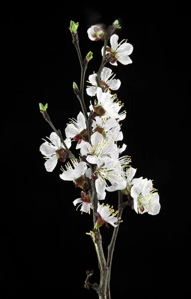 Apricot flowers on a black background — Stock Photo, Image
