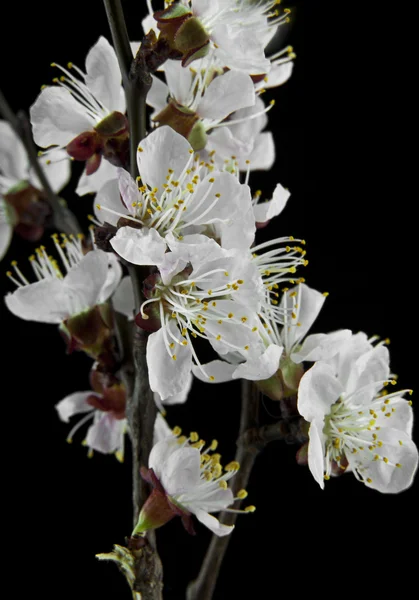 Aprikosenblüten auf schwarzem Hintergrund — Stockfoto