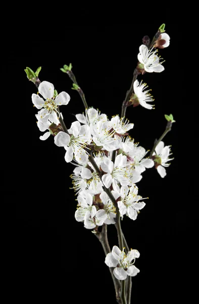 Aprikosenblüten auf schwarzem Hintergrund — Stockfoto