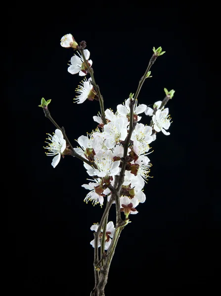 Flores de albaricoque sobre un fondo negro — Foto de Stock