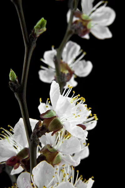 Flores de albaricoque sobre un fondo negro — Foto de Stock