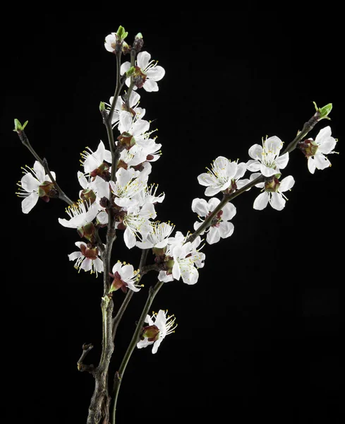 Aprikosenblüten auf schwarzem Hintergrund — Stockfoto