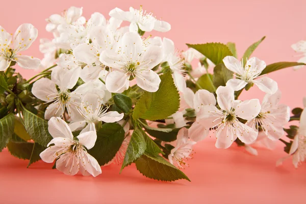Třešňové květy na růžovém pozadí zblízka — Stock fotografie