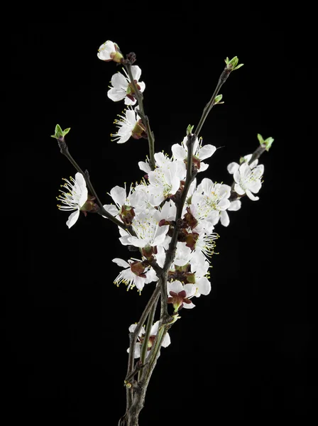 Flores de albaricoque sobre un fondo negro — Foto de Stock