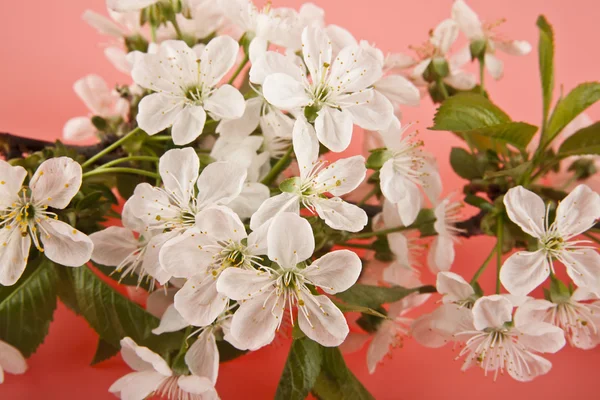 Körsbär blommor på en rosa bakgrund närbild — Stockfoto