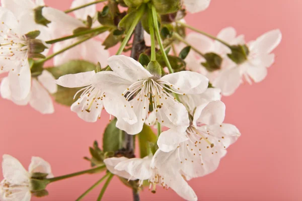 ピンクの背景に桜の花をクローズ アップ — ストック写真