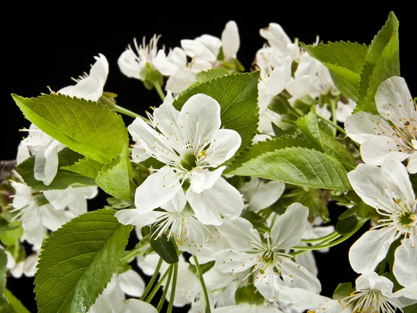 Flowers of cherry — Stock Photo, Image