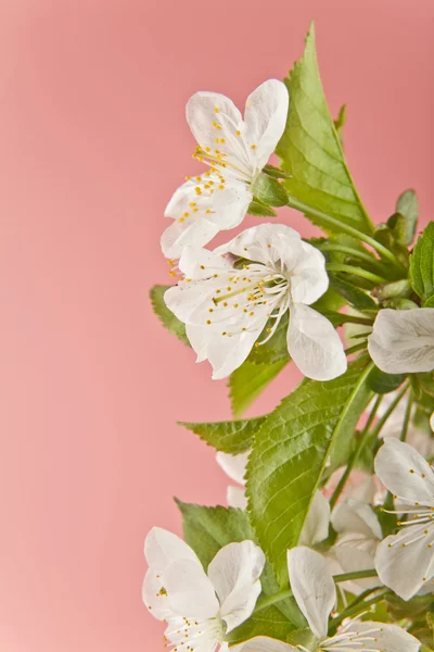 ピンクの背景に桜の花をクローズ アップ — ストック写真