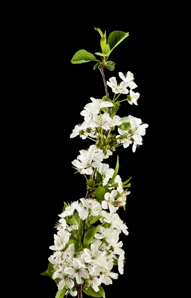 Άνθη της κερασιάς — Φωτογραφία Αρχείου