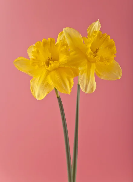 Narcis na růžovém pozadí zblízka — Stock fotografie
