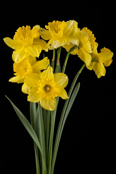 Žlutý Narcis květy na jaře — Stock fotografie