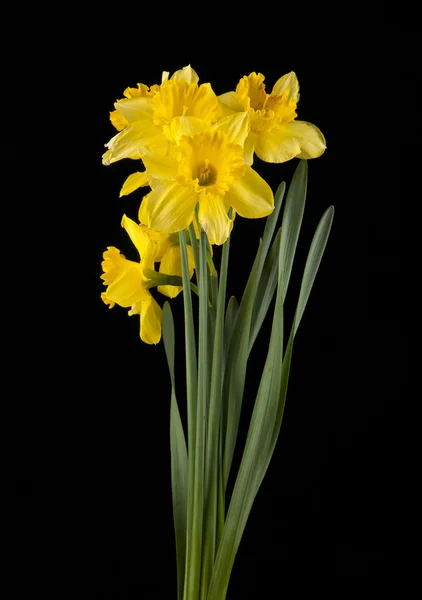 Primavera amarelo daffodil flores — Fotografia de Stock