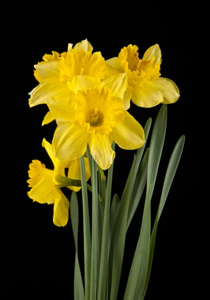 春の黄色い水仙の花 — ストック写真