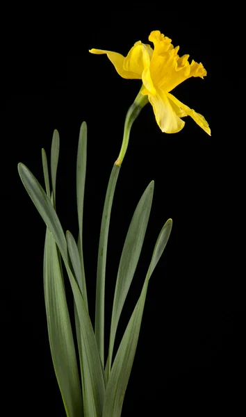 Primavera amarelo daffodil flores — Fotografia de Stock
