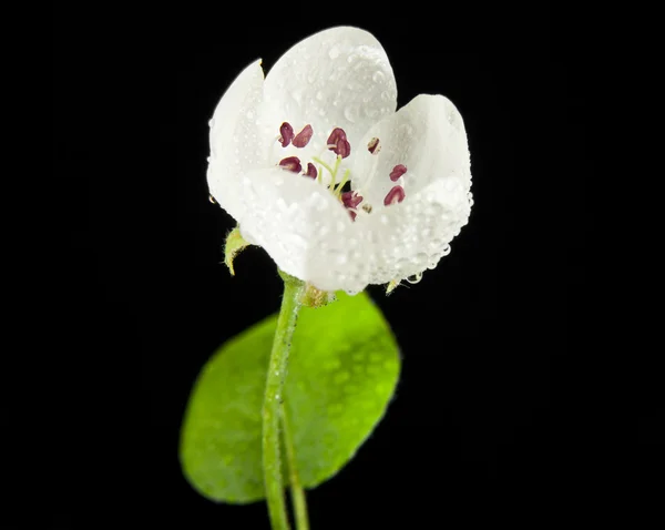 Flores de manzano — Foto de Stock