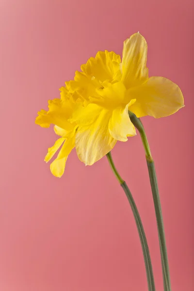 Narcis na růžovém pozadí zblízka — Stock fotografie