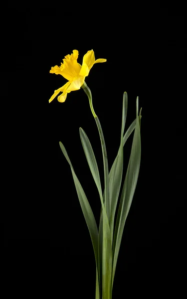 Primavera amarelo daffodil flores — Fotografia de Stock