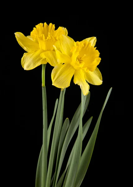 Primavera amarelo daffodil flores — Fotografia de Stock