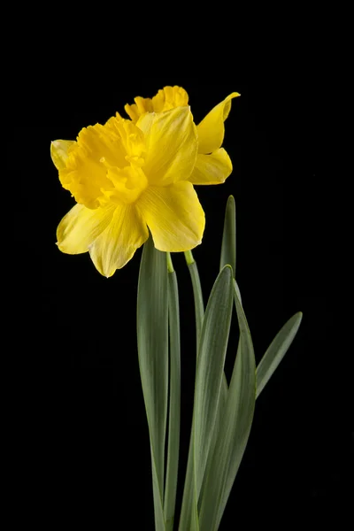 Flores de narciso amarillo primavera —  Fotos de Stock