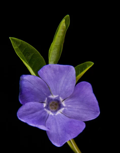 Primavera fiore lilla-viola, pervinca — Foto Stock