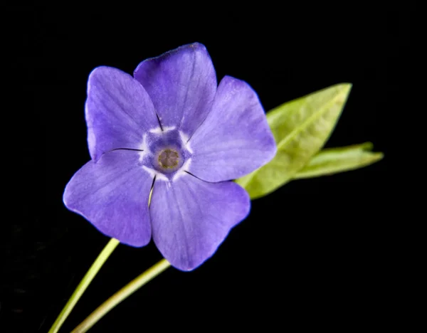 Primavera flor lila-púrpura, periwinkle — Foto de Stock