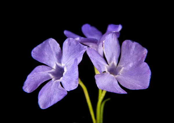 春淡紫色花长春 — 图库照片