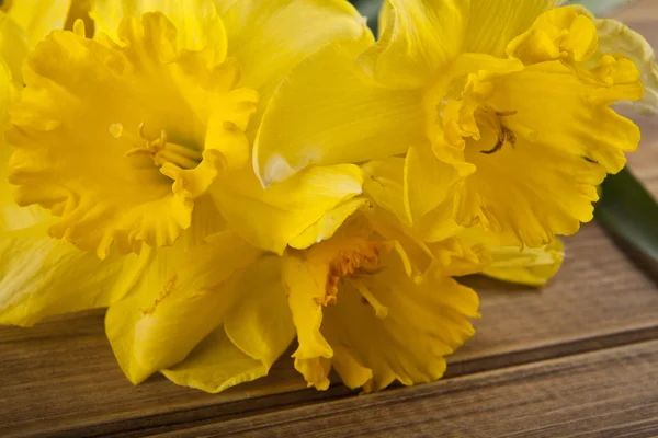 Flores de primavera amarillo Narciso —  Fotos de Stock