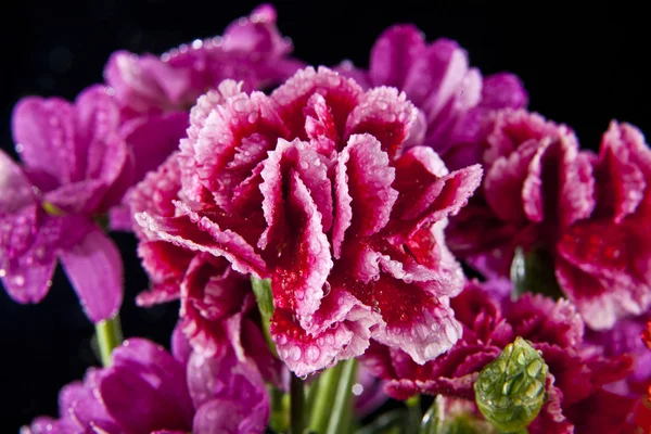 Flores de clavel — Foto de Stock