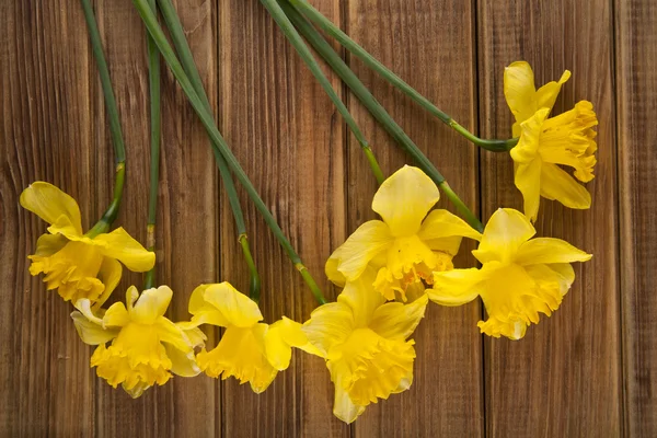 Frühlingsblumen gelbe Narzissen — Stockfoto