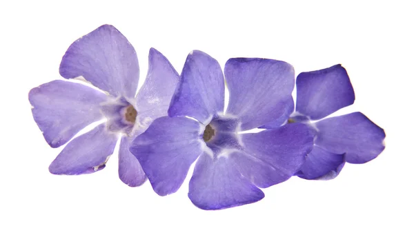 Primavera lila-púrpura flor periwinkle — Foto de Stock