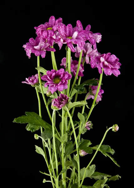 Blomster på svart bakgrunn – stockfoto