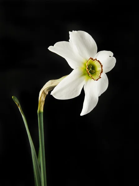 Vårblommor påskliljor — Stockfoto