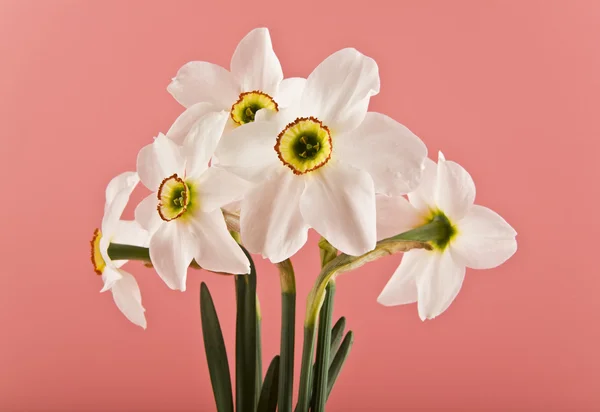 Lente bloemen narcissen — Stockfoto