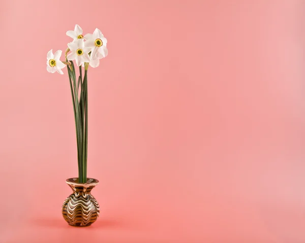 Весняні квіти нарцисів — стокове фото