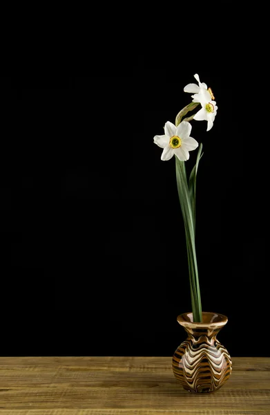 Lente bloemen narcissen — Stockfoto