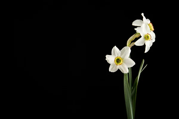 Весняні квіти нарцисів — стокове фото