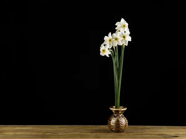 Bahar çiçekleri nergis — Stok fotoğraf