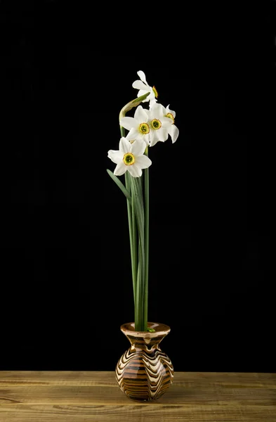 Flores de primavera narcisos — Foto de Stock