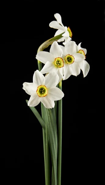 Το daffodils λουλούδια άνοιξη — Φωτογραφία Αρχείου