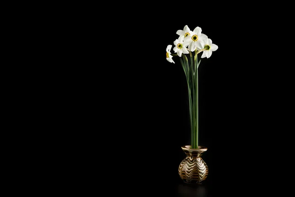 Flores de primavera narcisos — Foto de Stock