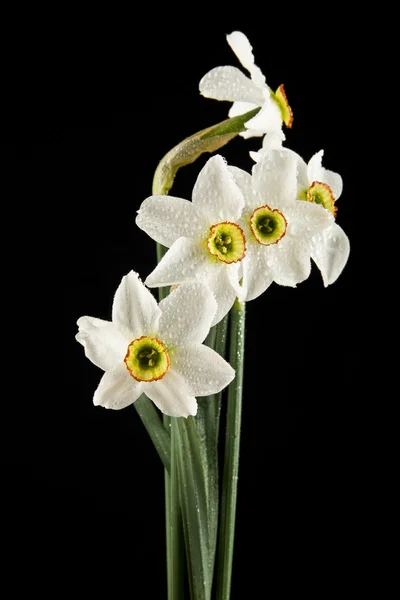 Vårblommor påskliljor — Stockfoto