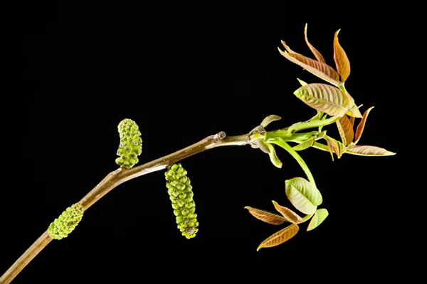Walnut branch with leaves — Stock Photo, Image