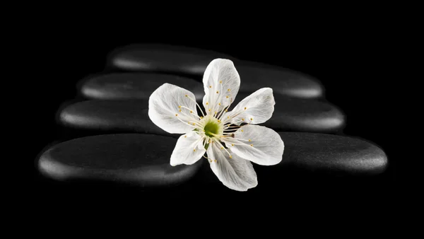 Pierre noire avec une fleur de printemps — Photo